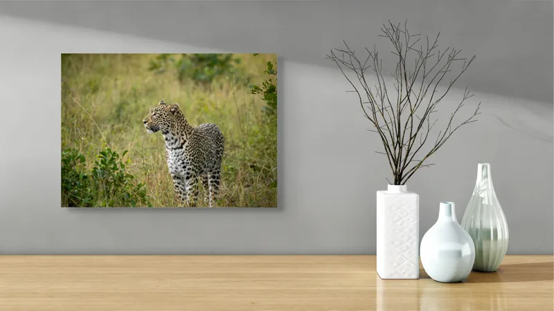 Tablou Canvas, "Leopardul în plimbare prin savană", Leopard, Iarbă, Vegetație, Pândă, Animal, Sălbăticie, Camuflaj, Prădător, Africa, Faună., 54 x 39 cm – poza 3