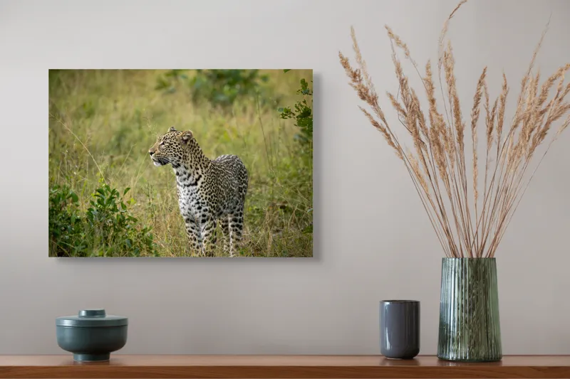 Tablou Canvas, "Leopardul în plimbare prin savană", Leopard, Iarbă, Vegetație, Pândă, Animal, Sălbăticie, Camuflaj, Prădător, Africa, Faună., 54 x 39 cm – poza 4