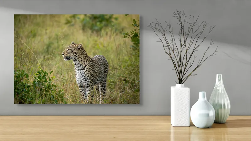 Tablou Canvas, "Leopardul în plimbare prin savană", Leopard, Iarbă, Vegetație, Pândă, Animal, Sălbăticie, Camuflaj, Prădător, Africa, Faună., 70 x 50 cm – poza 3