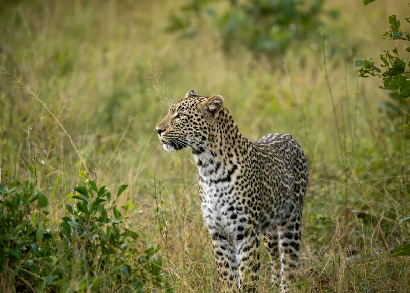 Tablou Canvas, "Leopardul în plimbare prin savană", Leopard, Iarbă, Vegetație, Pândă, Animal, Sălbăticie, Camuflaj, Prădător, Africa, Faună., 70 x 50 cm – poza 2
