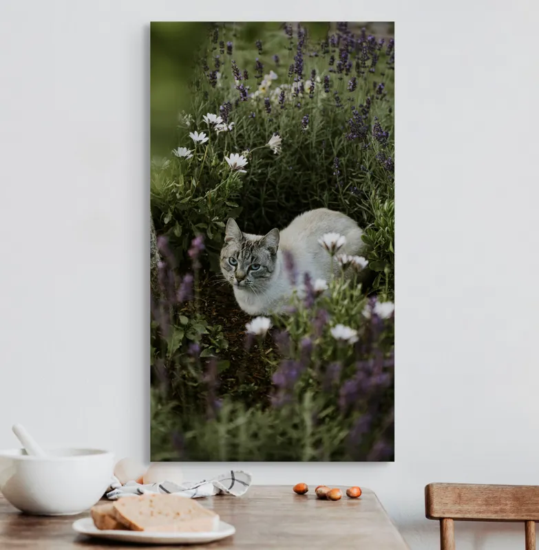 Tablou Canvas, "Pisica odihnindu-se printre lavande.", Pisică, Lavandă, Flori, Grădină, Relaxare, Natură, Ochii, Blană, Verdeață, Mister., 50 x 90 cm – poza 3