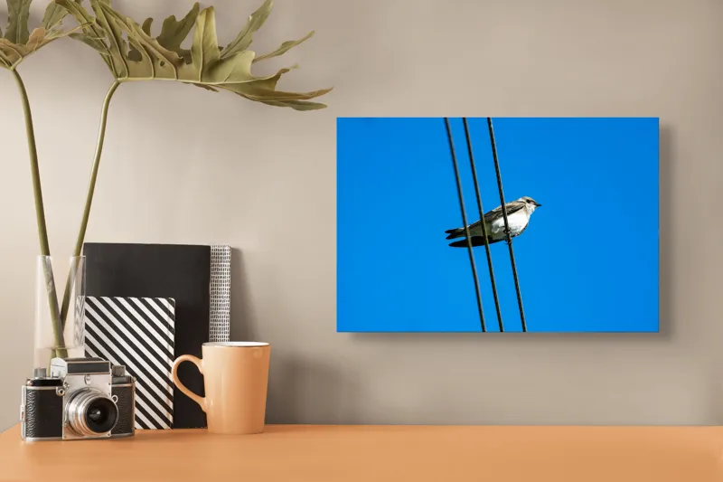 Tablou Canvas, "Pasărea singuratică pe fir electric", Pasăre, Fir, Cer, Albastru, Panoramă, Natură, Aripă, Penaj., 39 x 26 cm – poza 3