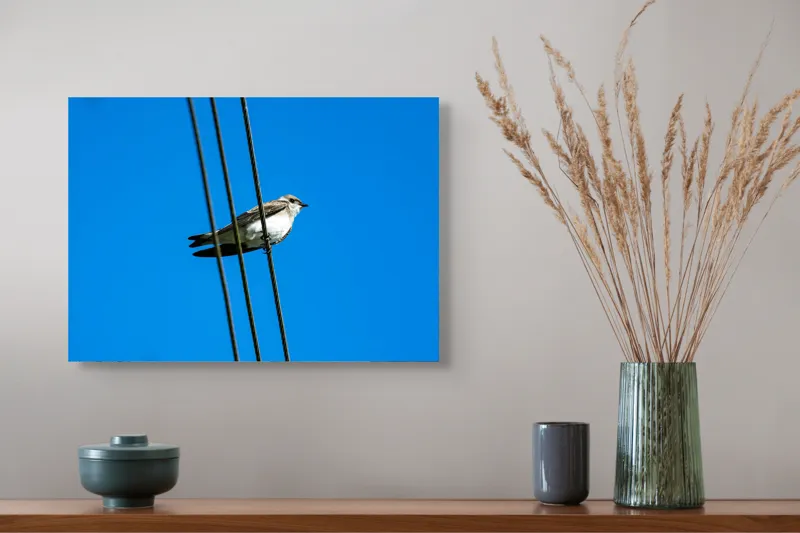 Tablou Canvas, "Pasărea singuratică pe fir electric", Pasăre, Fir, Cer, Albastru, Panoramă, Natură, Aripă, Penaj., 54 x 39 cm – poza 4