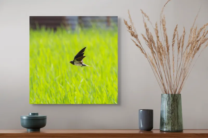 Tablou Canvas, "Rândunica survolând câmpul verde intens", Pasăre, Zbor, Câmp, Verde, Viteză, Natură, Libertate, Aripi, 50 x 50 cm – poza 4