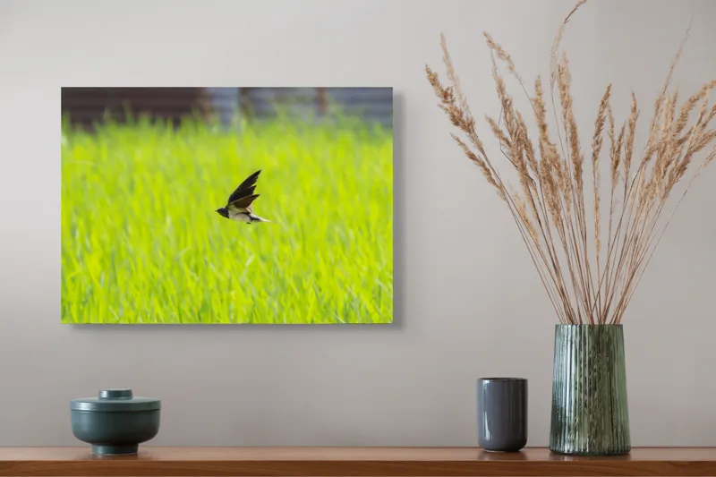 Tablou Canvas, "Rândunica survolând câmpul verde intens", Pasăre, Zbor, Câmp, Verde, Viteză, Natură, Libertate, Aripi, 54 x 39 cm – poza 4