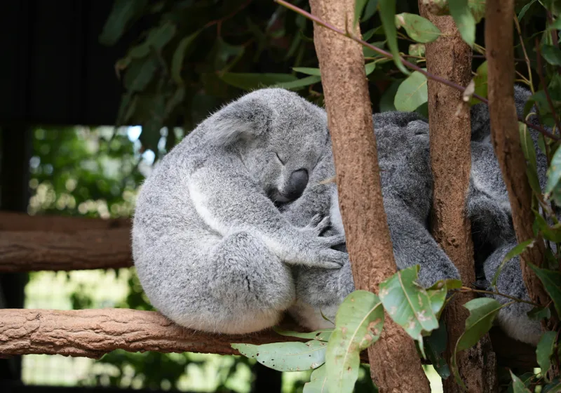 Tablou Canvas, "Koala în somn adânc pe ramură", Koala, Somnoros, Ramură, Frunze, Blană, Odihnă, Eucalyptus, Natură, Plăcut., 100 x 70 cm – poza 2