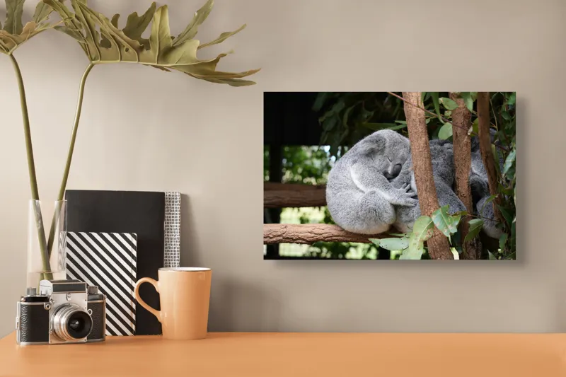 Tablou Canvas, "Koala în somn adânc pe ramură", Koala, Somnoros, Ramură, Frunze, Blană, Odihnă, Eucalyptus, Natură, Plăcut., 39 x 26 cm – poza 3