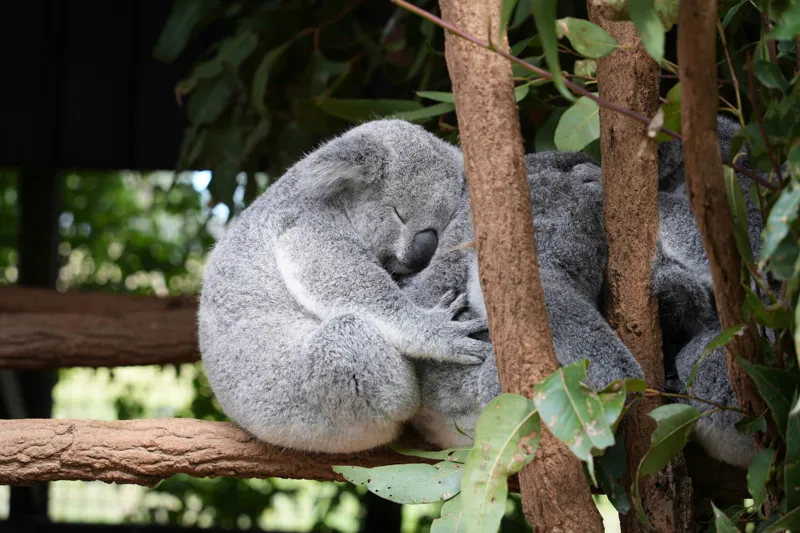 Tablou Canvas, "Koala în somn adânc pe ramură", Koala, Somnoros, Ramură, Frunze, Blană, Odihnă, Eucalyptus, Natură, Plăcut., 39 x 26 cm – poza 2
