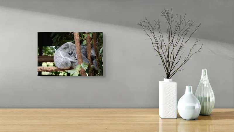 Tablou Canvas, "Koala în somn adânc pe ramură", Koala, Somnoros, Ramură, Frunze, Blană, Odihnă, Eucalyptus, Natură, Plăcut., 39 x 26 cm – poza 8