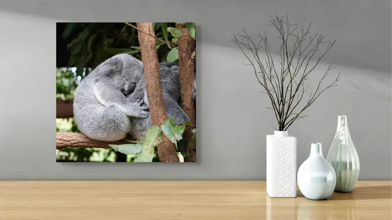 Tablou Canvas, "Koala în somn adânc pe ramură", Koala, Somnoros, Ramură, Frunze, Blană, Odihnă, Eucalyptus, Natură, Plăcut., 50 x 50 cm – poza 3
