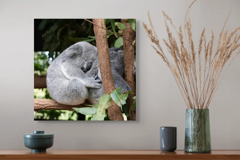 Tablou Canvas, "Koala în somn adânc pe ramură", Koala, Somnoros, Ramură, Frunze, Blană, Odihnă, Eucalyptus, Natură, Plăcut., 50 x 50 cm – poza 4