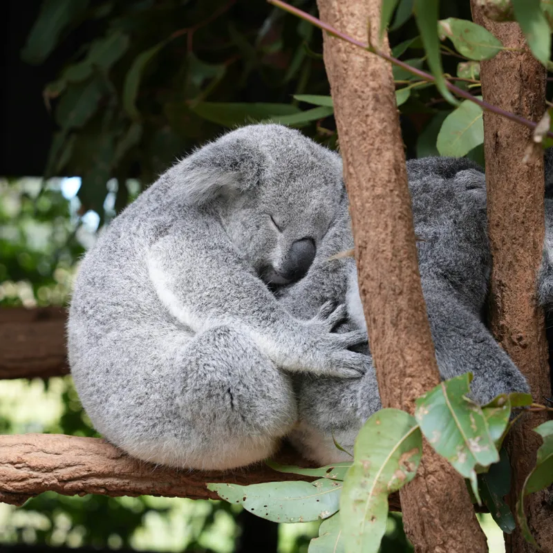 Tablou Canvas, "Koala în somn adânc pe ramură", Koala, Somnoros, Ramură, Frunze, Blană, Odihnă, Eucalyptus, Natură, Plăcut., 50 x 50 cm – poza 2