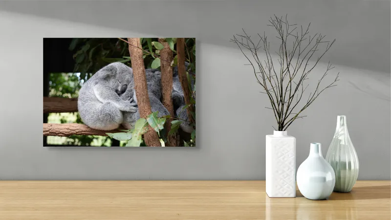 Tablou Canvas, "Koala în somn adânc pe ramură", Koala, Somnoros, Ramură, Frunze, Blană, Odihnă, Eucalyptus, Natură, Plăcut., 54 x 39 cm – poza 3