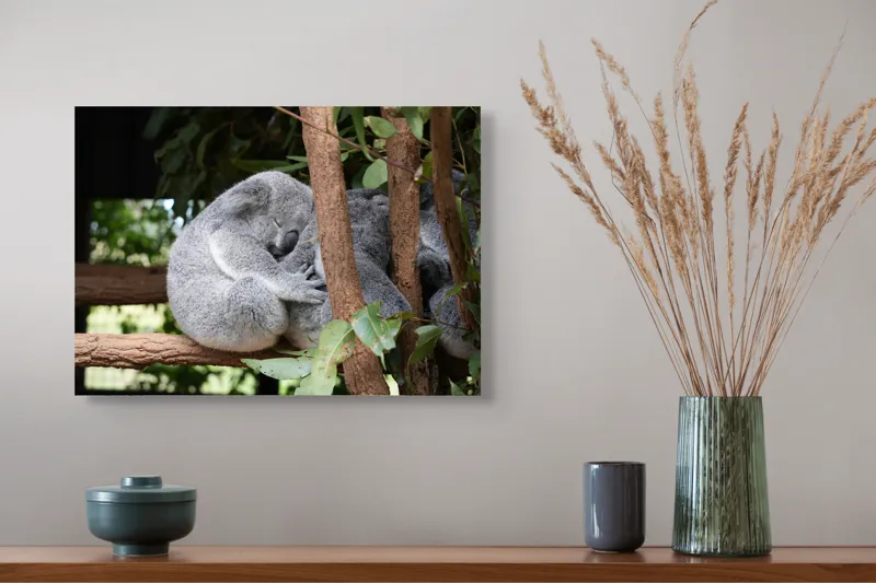 Tablou Canvas, "Koala în somn adânc pe ramură", Koala, Somnoros, Ramură, Frunze, Blană, Odihnă, Eucalyptus, Natură, Plăcut., 54 x 39 cm – poza 4