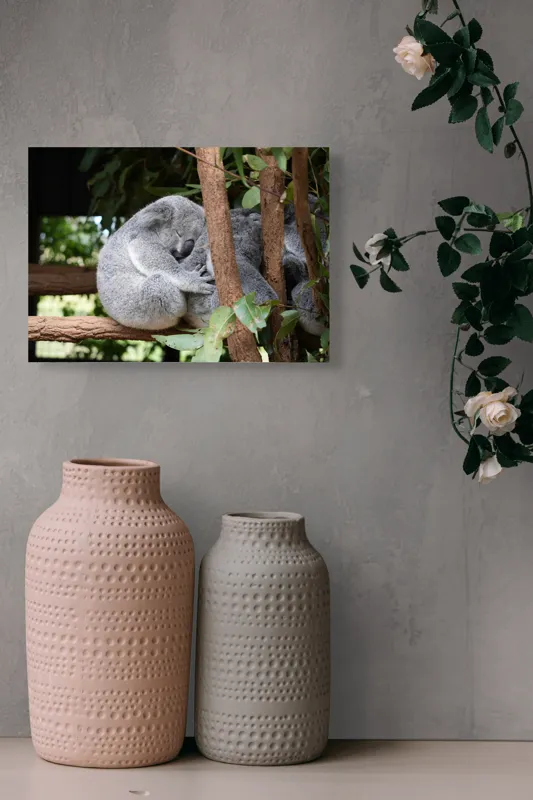 Tablou Canvas, "Koala în somn adânc pe ramură", Koala, Somnoros, Ramură, Frunze, Blană, Odihnă, Eucalyptus, Natură, Plăcut., 54 x 39 cm – poza 8