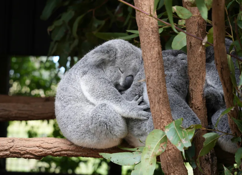Tablou Canvas, "Koala în somn adânc pe ramură", Koala, Somnoros, Ramură, Frunze, Blană, Odihnă, Eucalyptus, Natură, Plăcut., 54 x 39 cm – poza 2