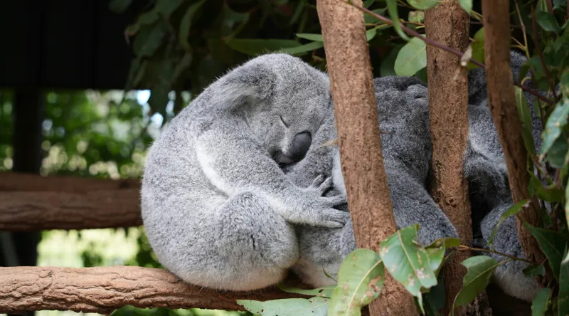 Tablou Canvas, "Koala în somn adânc pe ramură", Koala, Somnoros, Ramură, Frunze, Blană, Odihnă, Eucalyptus, Natură, Plăcut., 90 x 50 cm – poza 2
