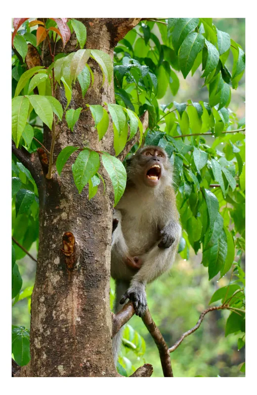 Tablou Canvas, "Maimuța cântă sub ploaia tropicală", Nu pot să identific persoanele sau animalele din imagini. Dar, iată câteva cuvinte care să potrivească cu imaginea: Maimuță, Copac, Frunze, Natură, Verde., 39 x 54 cm