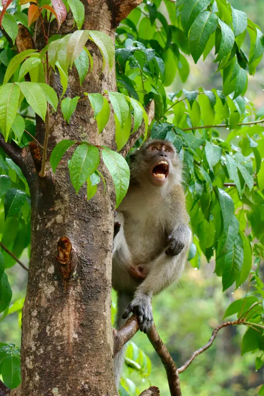 Tablou Canvas, "Maimuța cântă sub ploaia tropicală", Nu pot să identific persoanele sau animalele din imagini. Dar, iată câteva cuvinte care să potrivească cu imaginea: Maimuță, Copac, Frunze, Natură, Verde., 26 x 39 cm – poza 2