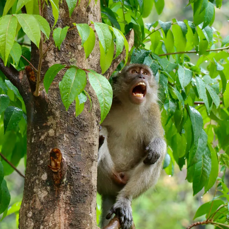 Tablou Canvas, "Maimuța cântă sub ploaia tropicală", Nu pot să identific persoanele sau animalele din imagini. Dar, iată câteva cuvinte care să potrivească cu imaginea: Maimuță, Copac, Frunze, Natură, Verde., 50 x 50 cm – poza 2