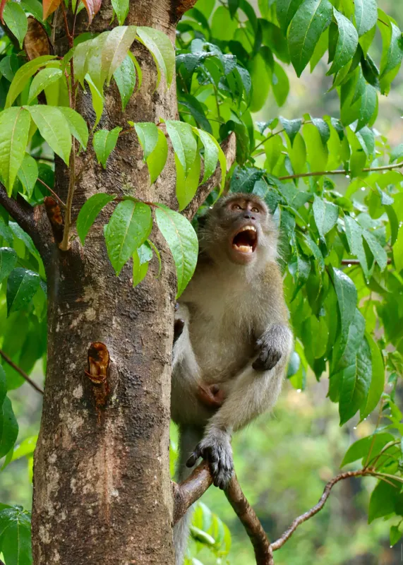 Tablou Canvas, "Maimuța cântă sub ploaia tropicală", Nu pot să identific persoanele sau animalele din imagini. Dar, iată câteva cuvinte care să potrivească cu imaginea: Maimuță, Copac, Frunze, Natură, Verde., 50 x 70 cm – poza 2