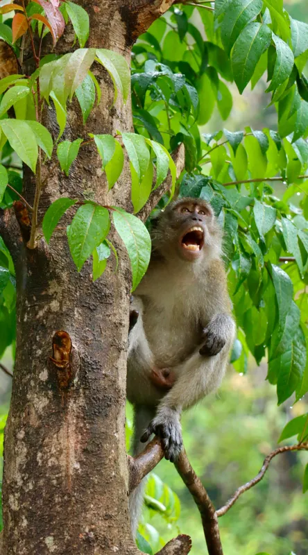 Tablou Canvas, "Maimuța cântă sub ploaia tropicală", Nu pot să identific persoanele sau animalele din imagini. Dar, iată câteva cuvinte care să potrivească cu imaginea: Maimuță, Copac, Frunze, Natură, Verde., 50 x 90 cm – poza 2