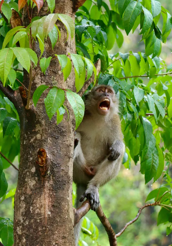 Tablou Canvas, "Maimuța cântă sub ploaia tropicală", Nu pot să identific persoanele sau animalele din imagini. Dar, iată câteva cuvinte care să potrivească cu imaginea: Maimuță, Copac, Frunze, Natură, Verde., 70 x 100 cm – poza 2