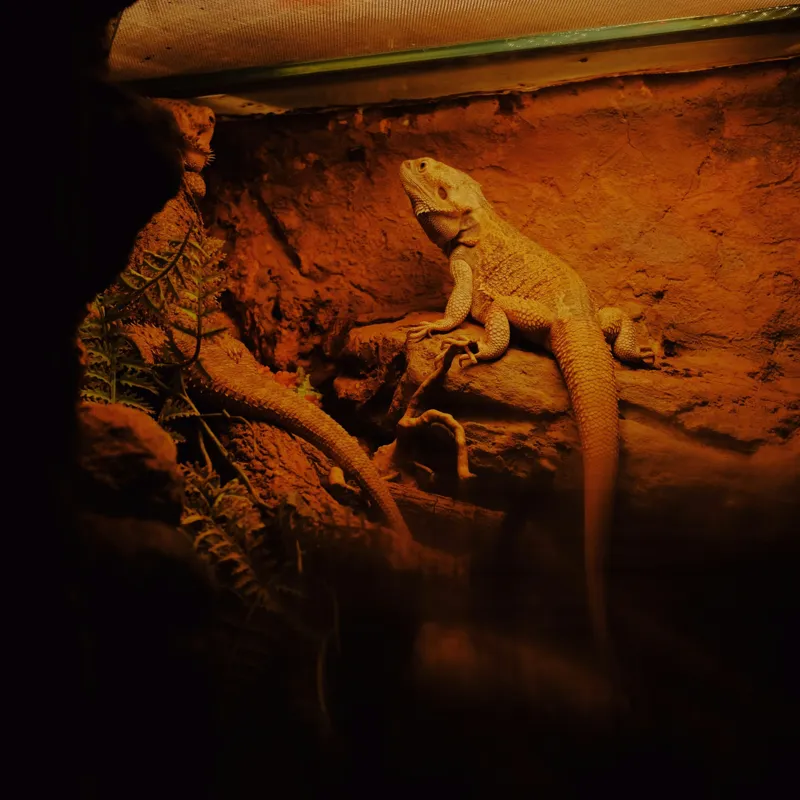 Tablou Canvas, "Dragonul somnoros în peștera roșie", Lumină, Reptilă, Stâncă, Textură, Frunză, Umbre, Mediu, Natural, Interacțiune, Habitat, 100 x 100 cm – poza 2