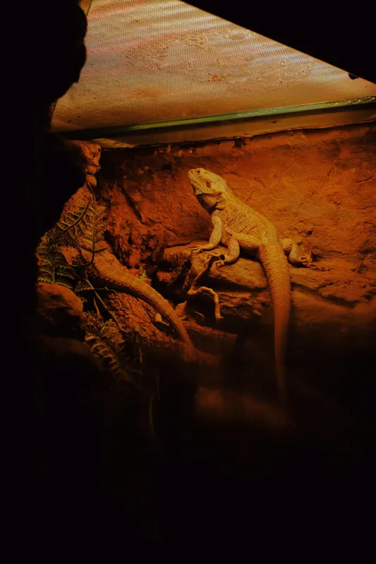Tablou Canvas, "Dragonul somnoros în peștera roșie", Lumină, Reptilă, Stâncă, Textură, Frunză, Umbre, Mediu, Natural, Interacțiune, Habitat, 26 x 39 cm – poza 2