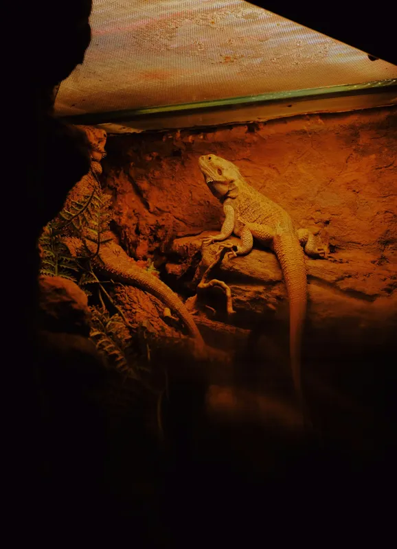 Tablou Canvas, "Dragonul somnoros în peștera roșie", Lumină, Reptilă, Stâncă, Textură, Frunză, Umbre, Mediu, Natural, Interacțiune, Habitat, 39 x 54 cm – poza 2