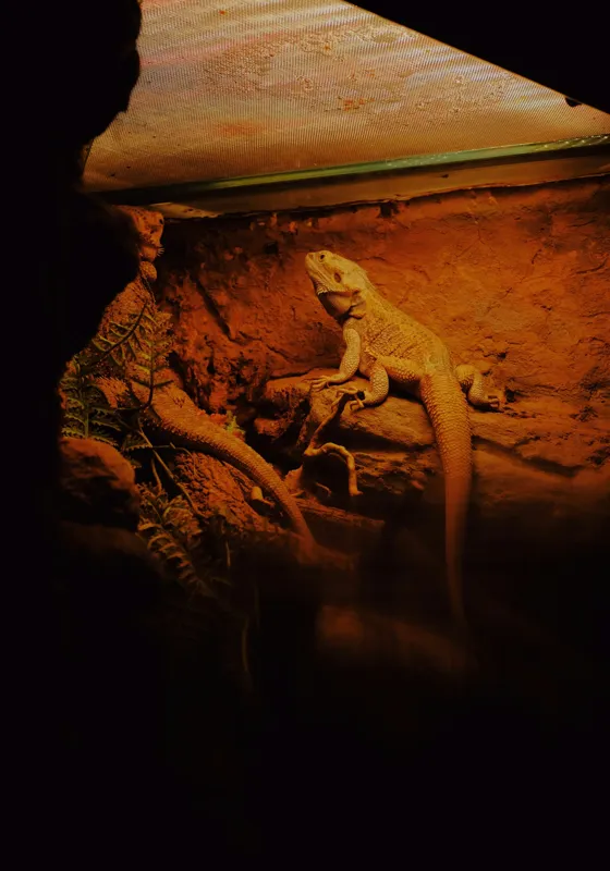 Tablou Canvas, "Dragonul somnoros în peștera roșie", Lumină, Reptilă, Stâncă, Textură, Frunză, Umbre, Mediu, Natural, Interacțiune, Habitat, 70 x 100 cm – poza 2
