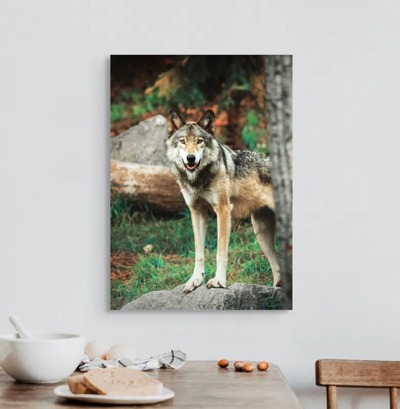 Tablou Canvas, "Lupul privește din pădurea deasă", Lup, Pădure, Stâncă, Blană, Vegetație, Privire, Sălbatic, Natură, 50 x 70 cm – poza 3