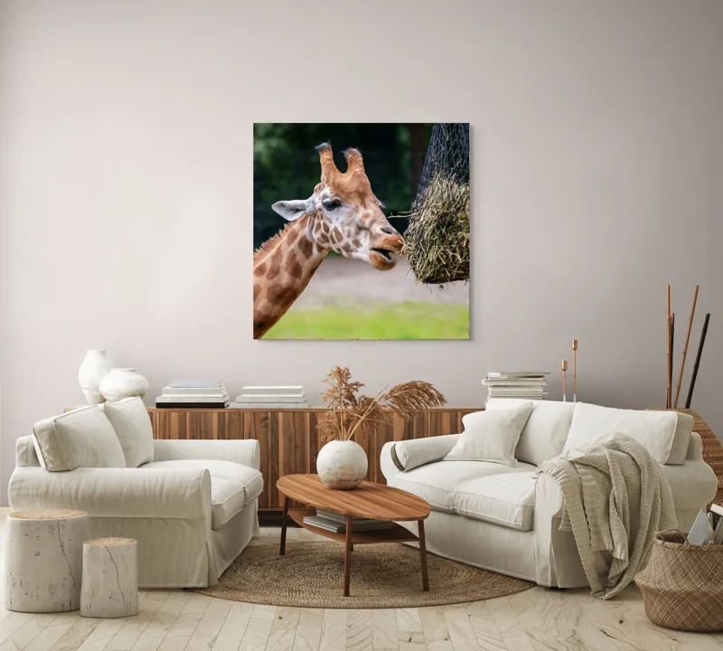 Tablou Canvas, "Girafa savurând prânzul suspendat", Giraffe, Patches, Browsing, Tall, Eating, Nature, 100 x 100 cm – poza 3