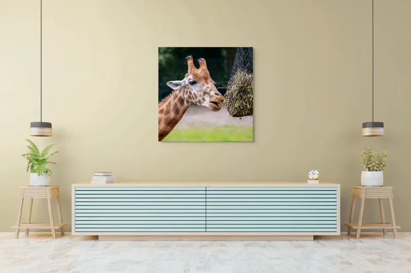 Tablou Canvas, "Girafa savurând prânzul suspendat", Giraffe, Patches, Browsing, Tall, Eating, Nature, 100 x 100 cm – poza 5