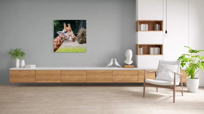 Tablou Canvas, "Girafa savurând prânzul suspendat", Giraffe, Patches, Browsing, Tall, Eating, Nature, 100 x 100 cm – poza 8