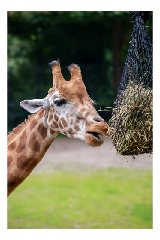 Tablou Canvas, "Girafa savurând prânzul suspendat", Giraffe, Patches, Browsing, Tall, Eating, Nature, 100 x 150 cm