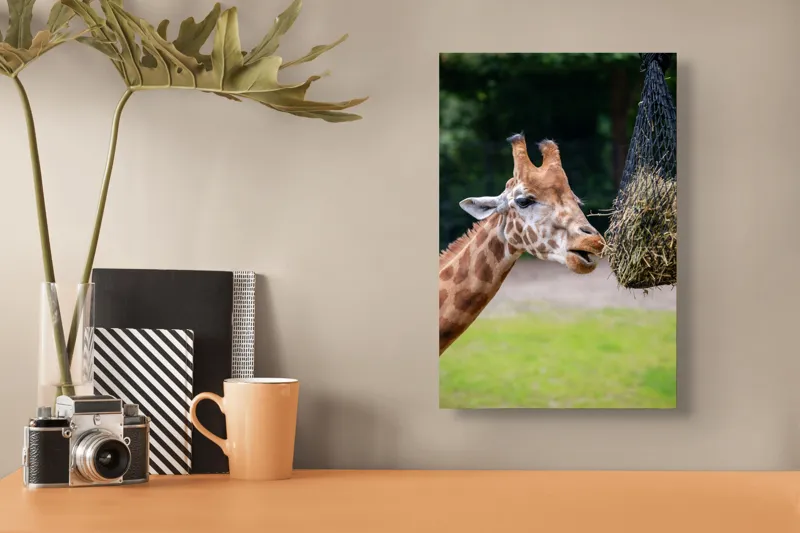 Tablou Canvas, "Girafa savurând prânzul suspendat", Giraffe, Patches, Browsing, Tall, Eating, Nature, 26 x 39 cm – poza 3