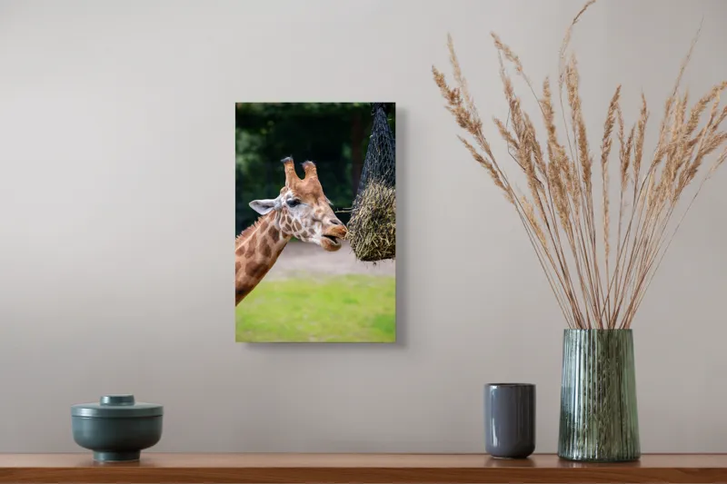 Tablou Canvas, "Girafa savurând prânzul suspendat", Giraffe, Patches, Browsing, Tall, Eating, Nature, 26 x 39 cm – poza 5
