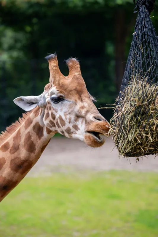 Tablou Canvas, "Girafa savurând prânzul suspendat", Giraffe, Patches, Browsing, Tall, Eating, Nature, 26 x 39 cm – poza 2