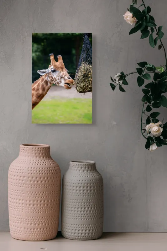Tablou Canvas, "Girafa savurând prânzul suspendat", Giraffe, Patches, Browsing, Tall, Eating, Nature, 26 x 39 cm – poza 6