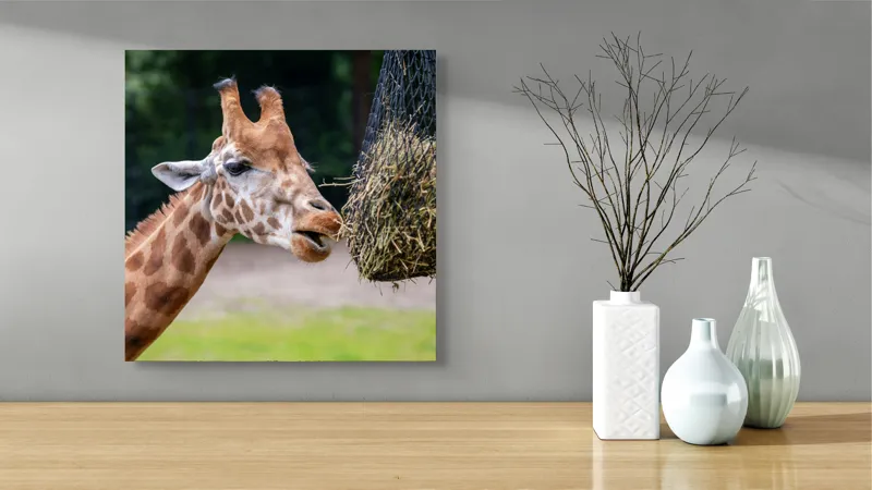 Tablou Canvas, "Girafa savurând prânzul suspendat", Giraffe, Patches, Browsing, Tall, Eating, Nature, 50 x 50 cm – poza 3