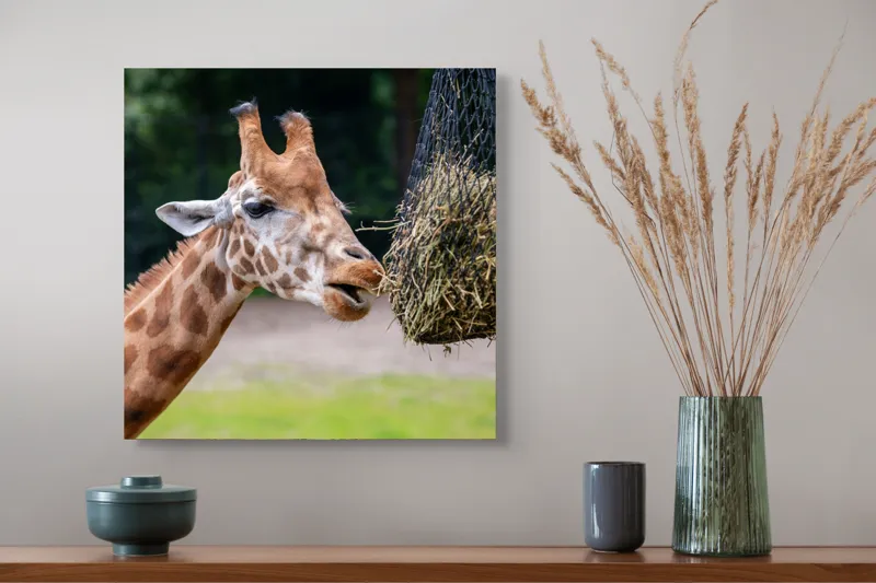 Tablou Canvas, "Girafa savurând prânzul suspendat", Giraffe, Patches, Browsing, Tall, Eating, Nature, 50 x 50 cm – poza 4