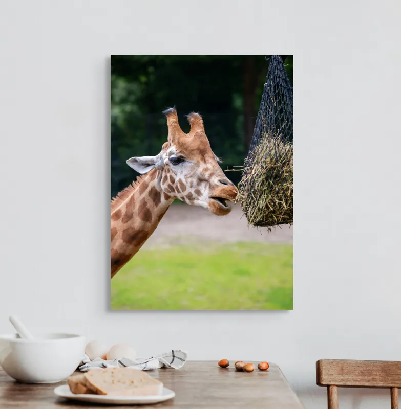 Tablou Canvas, "Girafa savurând prânzul suspendat", Giraffe, Patches, Browsing, Tall, Eating, Nature, 50 x 70 cm – poza 3