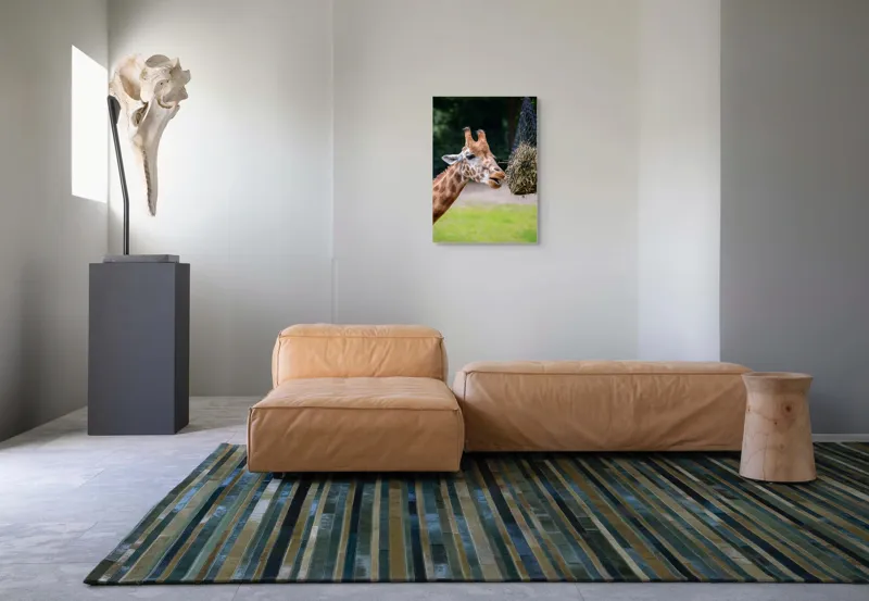 Tablou Canvas, "Girafa savurând prânzul suspendat", Giraffe, Patches, Browsing, Tall, Eating, Nature, 50 x 70 cm – poza 7