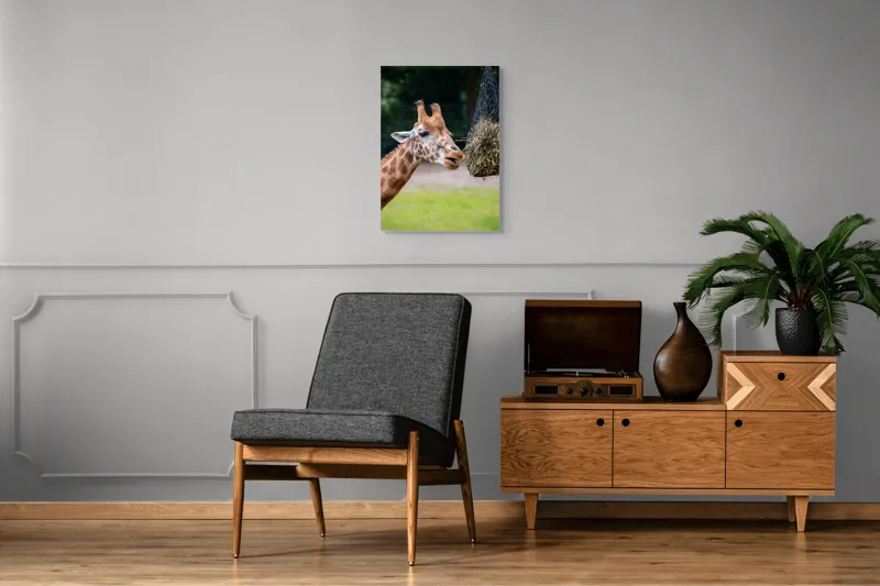 Tablou Canvas, "Girafa savurând prânzul suspendat", Giraffe, Patches, Browsing, Tall, Eating, Nature, 50 x 70 cm – poza 8