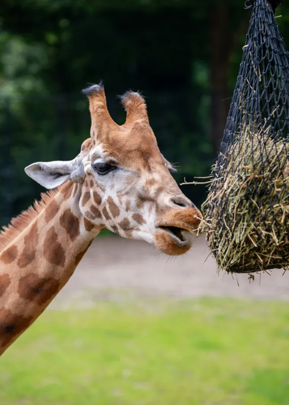 Tablou Canvas, "Girafa savurând prânzul suspendat", Giraffe, Patches, Browsing, Tall, Eating, Nature, 50 x 70 cm – poza 2