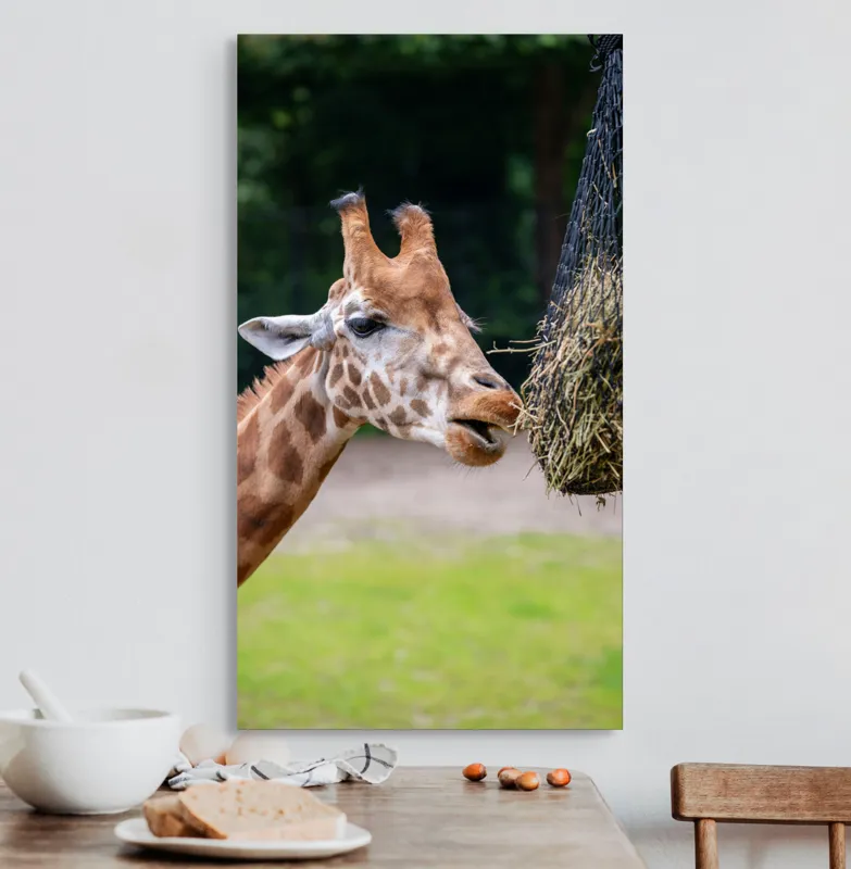 Tablou Canvas, "Girafa savurând prânzul suspendat", Giraffe, Patches, Browsing, Tall, Eating, Nature, 50 x 90 cm – poza 3