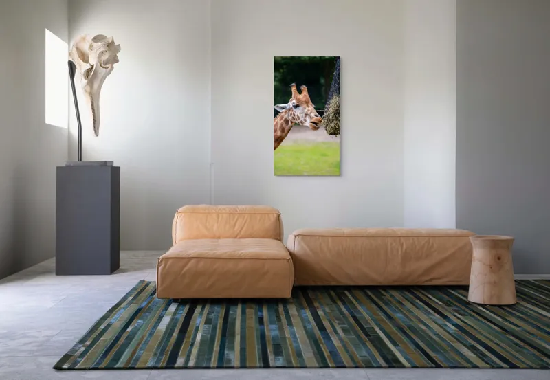 Tablou Canvas, "Girafa savurând prânzul suspendat", Giraffe, Patches, Browsing, Tall, Eating, Nature, 50 x 90 cm – poza 5