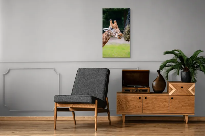 Tablou Canvas, "Girafa savurând prânzul suspendat", Giraffe, Patches, Browsing, Tall, Eating, Nature, 50 x 90 cm – poza 8