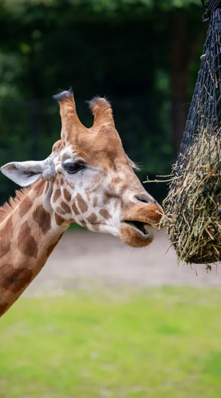 Tablou Canvas, "Girafa savurând prânzul suspendat", Giraffe, Patches, Browsing, Tall, Eating, Nature, 50 x 90 cm – poza 2